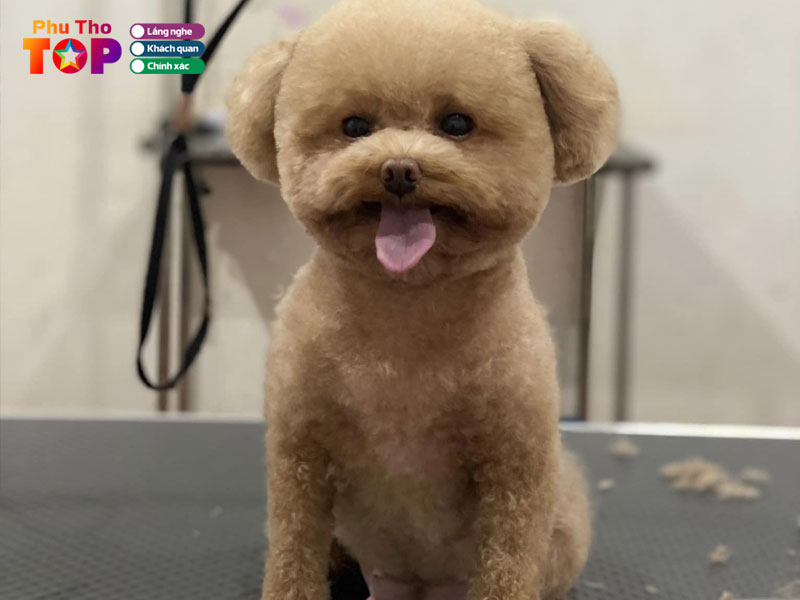 pet-shop-thanh-son-phuthotoplist