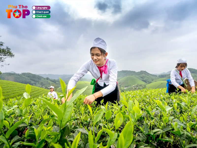 trai-nghiem-quy-trinh-hai-che-va-san-xuat-che-tai-doi-che-long-coc-phuthotoplist