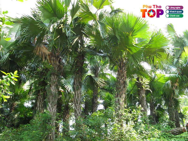 cau-ca-em-hat-phu-tho-que-minh-phuthotoplist