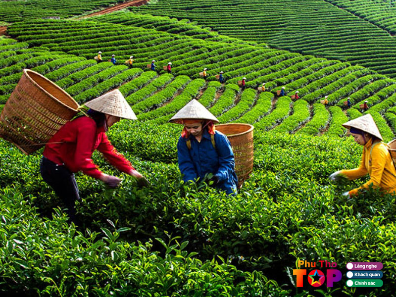 phu-tho-que-huong-toi-phuthotoplist