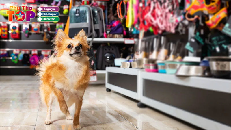 Top-8-cua-hang-pet-shop-phu-tho-gia-re-bat-ngo-phuthotoplist