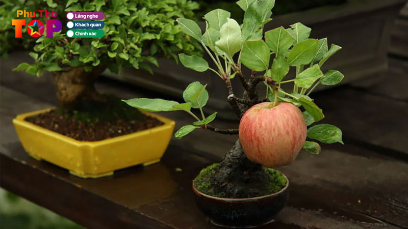 Top-3-dia-chi-ban-chau-bonsai-mini-phu-tho-gia-ca-hop-ly-phuthotoplist