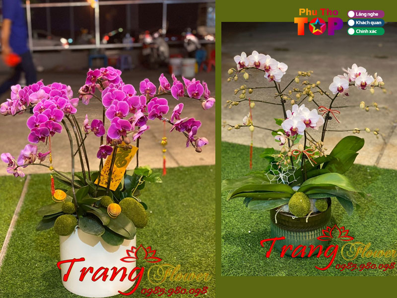Trang-flower-phuthotoplist