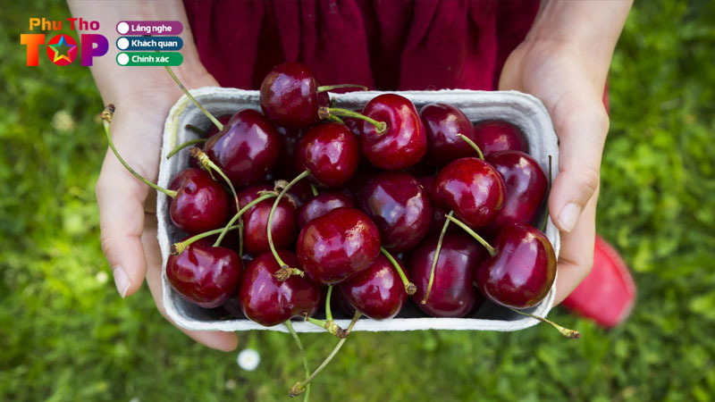 Top-5-dia-chi-ban-cherry-tai-phu-tho-sieu-ngon-gia-tot-phuthotoplist