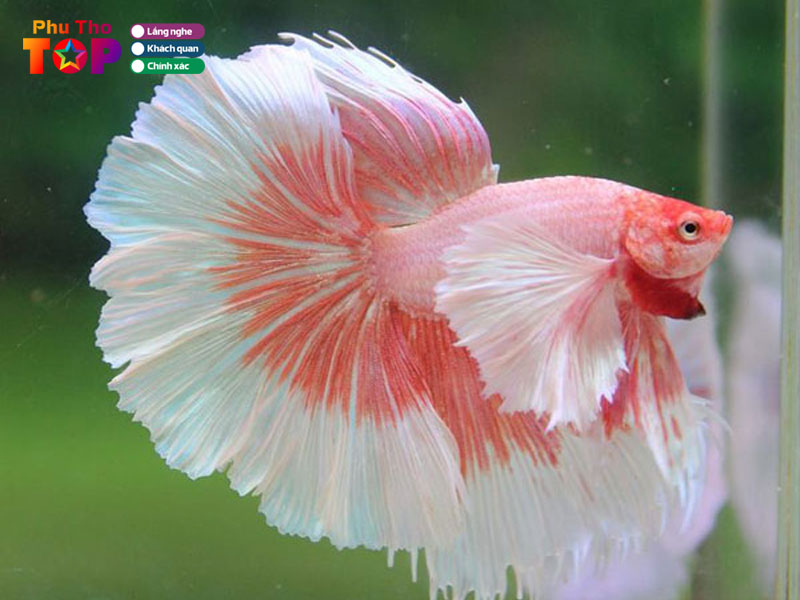 Huong-dan-lua-chon-va-meo-cham-soc-ca-betta-tu-chuyen-gia-phuthotoplist