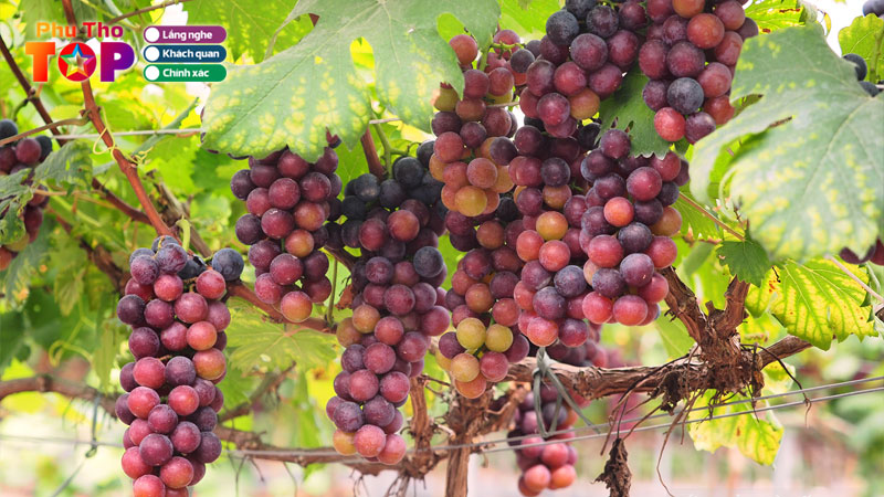 Top-5-vuon-nho-phu-tho-dep-nhat-dinh-phai-ghe-tham-phuthotoplist