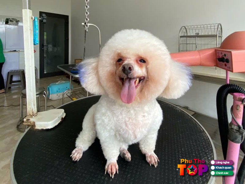 Benh-vien-thu-y-pet-phuthotoplist