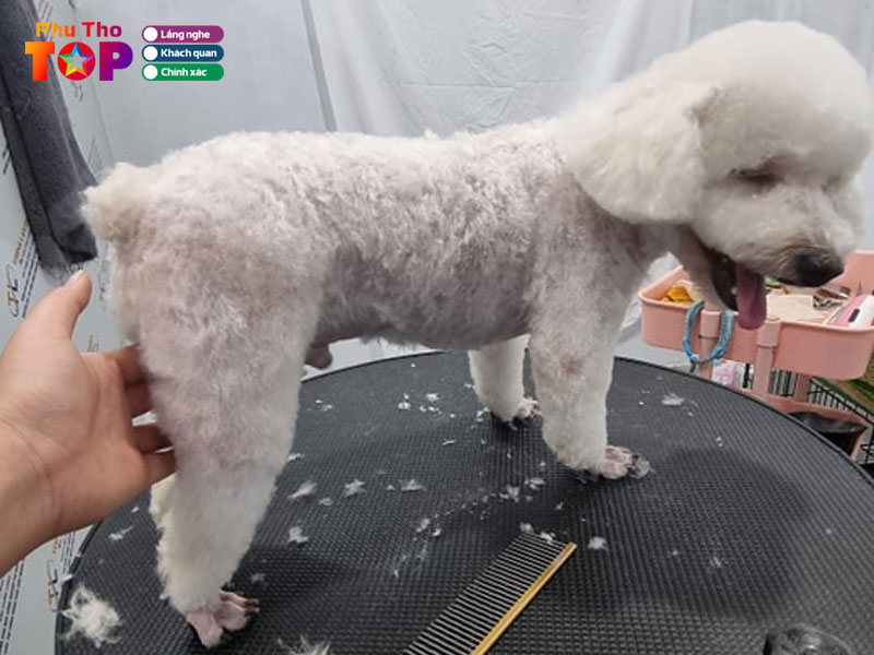 Tiem-thu-cung-kiupets-phuthotoplist