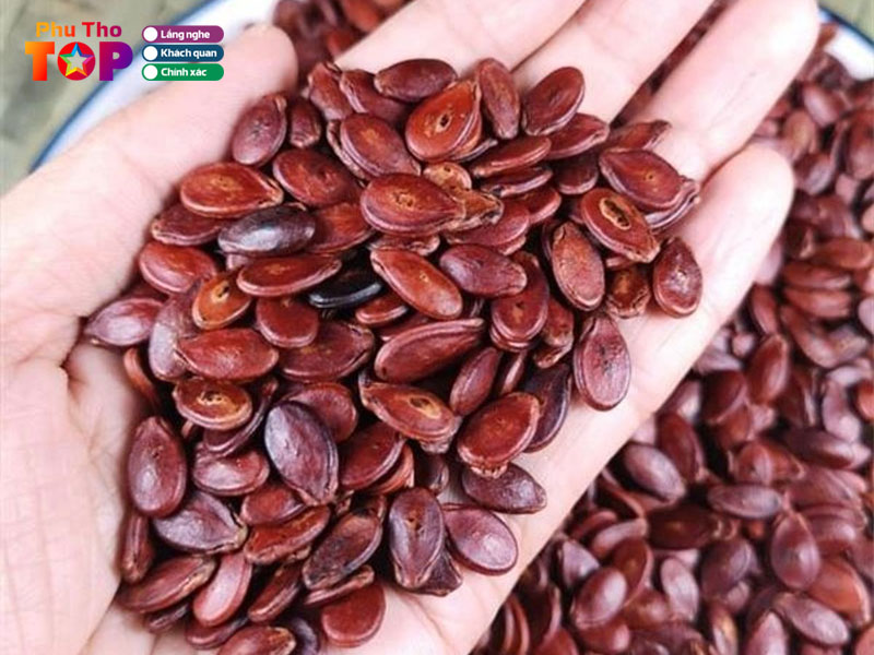 Tieu-chi-lua-chon-hat-dua-cho-ngay-tet-phuthotoplist