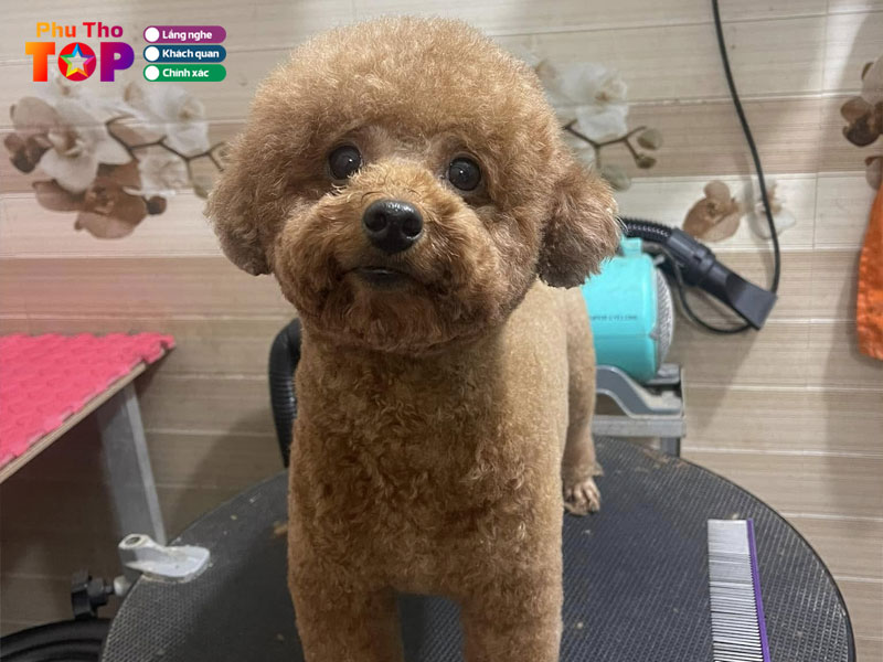 Pet-shop-phuthotoplist