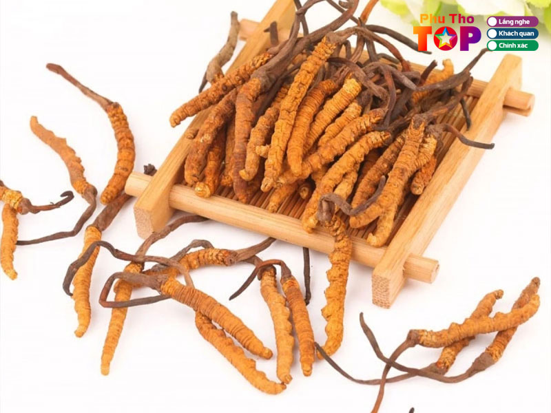 Tips-chon-dia-chi-mua-dong-trung-ha-thao-o-phu-tho-phuthotoplist